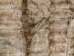 Squirrel Plate: Back: Natural Gray - 32-51-PLKSNGY (Y1IRF)