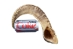Ram/Sheep Horn: Assorted - 320-20-AS (Y1KRO)