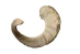 Ram/Sheep Horn: Assorted - 320-20-AS (Y1KRO)