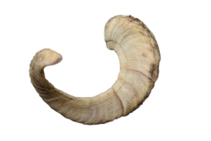 Ram/Sheep Horn: Assorted 