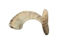 Ram/Sheep Horn: Assorted - 320-20-AS (Y1KRO)