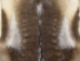 Reindeer Hide: XXXXL - 33-XXXXL-AS