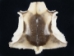 Reindeer Hide: XXXXL - 33-XXXXL-AS