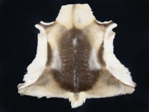 Reindeer Hide: XXXXL 