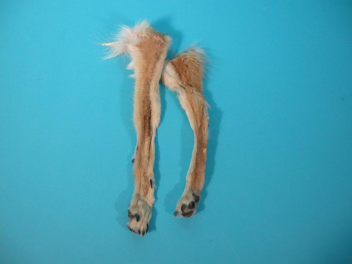Coyote Leg with Foot with Claws 