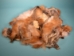 Red Fox Fur Scrap (lb) - 331-24 (Y1K)