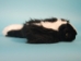 Imitation Skunk Hat with Face: Adult Medium: 24" - 346-FF-AM (Y1KC05)