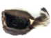 Real Skunk Fur with Face Hat - 346-RF-AL (Y1KC04)