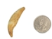 Fossil Sled Dog/Wolf Teeth - 376-AS (Y2HC13)