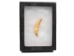 Fossil Sled Dog/Wolf Teeth - 376-AS (Y2HC13)