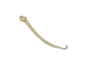 Mink Baculum 
