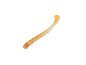 Otter Baculum 