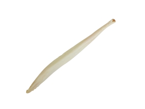 Coyote Baculum 