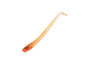 Badger Baculum 