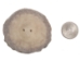 Cross-Cut 2-Hole Moose Antler Button: 2.0-2.5" - 38-R-2.0 (Y2LC05)