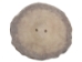 Cross-Cut 2-Hole Moose Antler Button: 2.0-2.5" - 38-R-2.0 (Y2LC05)