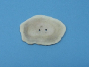 Cross-Cut 2-Hole Moose Antler Button 3.0" and up 