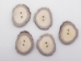 Cross-Cut Blind-Hole Moose Antler Button: 1.0-1.5" - 38-RB-1.0 (Y1XC03)