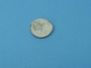 Cross-Cut Blind-Hole Moose Antler Button: 1.5-2.0" 