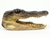 Alligator Head: 6-7&quot;: Assorted - 381-10-67 (Y3K)