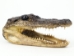 Alligator Head: 6-7": Assorted - 381-10-67 (Y3KRH)