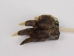 Alligator Foot Backscratcher - 381-15 (Y2O)