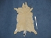 White Tail Deer Hide with Tail: #1: Assorted - 39-01T-AS (Y1H)