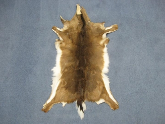 White Tail Deer Hide: #1: Assorted 