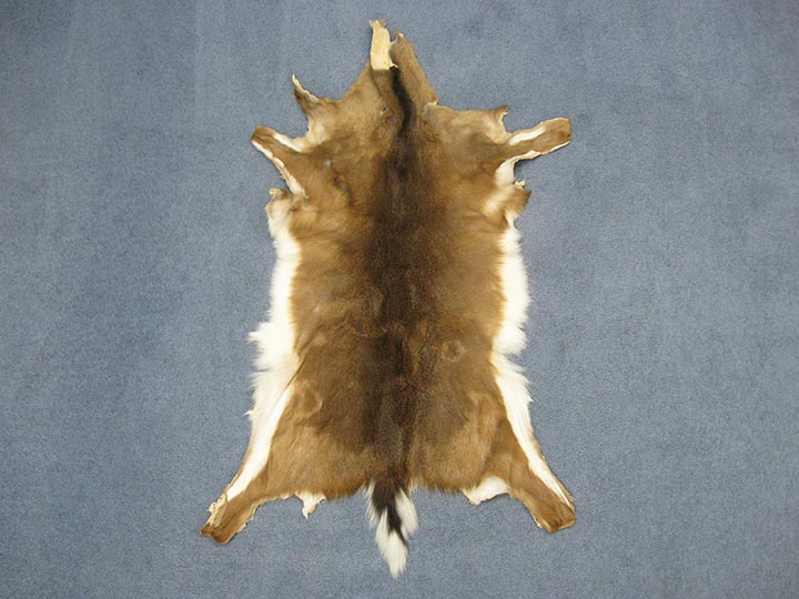 White Tail Deer Hide with Tail: #1: Assorted
