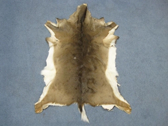 White Tail Deer Hide: #2: Assorted 