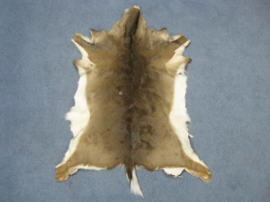White Tail Deer Hide: #2: Assorted 