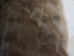 White Tail Deer Hide: Short Hair: Assorted - 39-11-AS (Y1K)