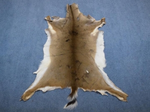 White Tail Deer Hide: Short Hair: Assorted 
