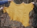 Deerskin Leather: #1/#2: Prairie Gold (sq ft) - 40-01-PG (Y1JRK)