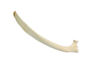 Water Buffalo Rib 