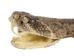 Rattlesnake Head Keychain: Mouth Partially Open - 42-30 (Y1EC01)