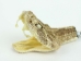 Rattlesnake Head Keychain: Mouth Wide Open - 42-30W (Y1EC02)