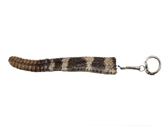 Rattlesnake Rattle and Tail Keychain 