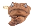 Cane Toad Key Holder with Clip - 42-34 (Y2I)