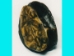 Realistic Small Turtle Shell - 465 (Y2GC01)