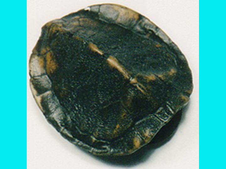 Realistic Small Turtle Shell 