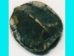 Realistic Small Turtle Shell - 465 (Y2GC01)