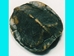 Realistic Small Turtle Shell - 465 (G2)
