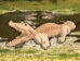 Alligator Puzzle - 471-1118 (Y1XC19)