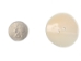1.5" Clam Shell Button - 491-1.5 (Y2LC07)