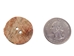 Australian Abalone Button: 40-Line (25.4mm or 1&quot;) - 495-40L (Y2K)