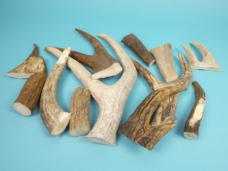 Moose Antler Scrap (lb) 
