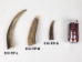 Moose Antler Tip - 513-TIP-S (Y1J)