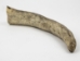 Moose Antler Tip - 513-TIP-S (Y1J)