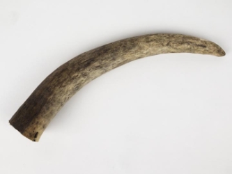 Moose Antler Tip 
